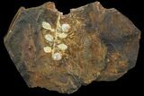 Paleocene Fossil Fruit (Palaeocarpinus) - North Dakota #96940-1